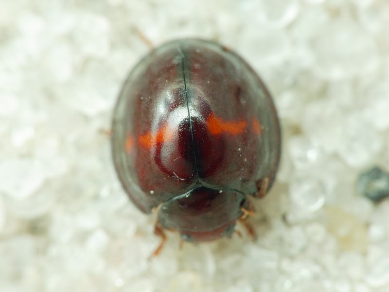 Chilocorus